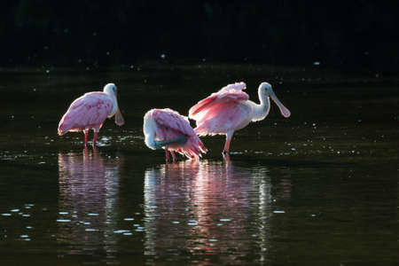 Roseate Spoonbills (Platalea ajaja) in the golden hour, J.N. ''Ding'' Darling National Wildlife Refuge, Sanibel Island, Floridaの写真素材