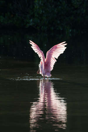 Roseate Spoonbill (Platalea ajaja) in the golden hour, J.N. ''Ding'' Darling National Wildlife Refuge, Sanibel Island, Floridaの写真素材