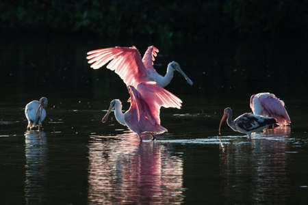 Roseate Spoonbills (Platalea ajaja) and juvenile white ibis (Eudocimus albus) in the golden hour, J.N. ''Ding'' Darling National Wildlife Refuge, Sanibel Island, Floridaの写真素材