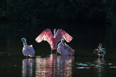 Roseate Spoonbills (Platalea ajaja) and juvenile white ibis (Eudocimus albus) in the golden hour, J.N. ''Ding'' Darling National Wildlife Refuge, Sanibel Island, Floridaの写真素材