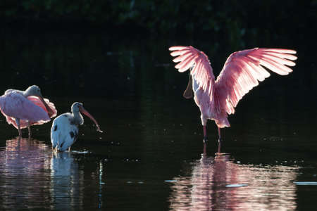 Roseate Spoonbills (Platalea ajaja) and juvenile white ibis (Eudocimus albus) in the golden hour, J.N. ''Ding'' Darling National Wildlife Refuge, Sanibel Island, Floridaの写真素材