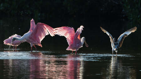Roseate Spoonbills (Platalea ajaja) and juvenile white ibis (Eudocimus albus) in the golden hour, J.N. ''Ding'' Darling National Wildlife Refuge, Sanibel Island, Floridaの写真素材