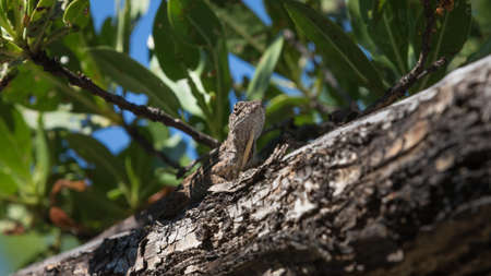 Brown Anole (Anolis sagrei) Lizard On A Tree, Tavernier, Key Largo, Floridaの写真素材