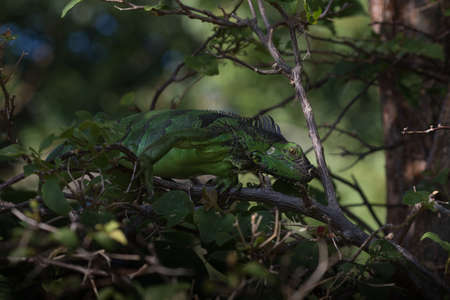 Green Iguana (Iguana iguana), Tavernier, Key Largo, Floridaの写真素材