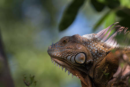 Green Iguana (Iguana iguana), Tavernier, Key Largo, Floridaの写真素材