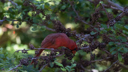 Northern Cardinal (Cardinalis Cardinalis) On A Tree, Eating Seeds, Tavernier, Key Largo, Floridaの写真素材