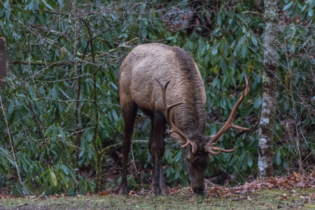 Elk (Cervus elaphus) Eating, Cataloochee Valley, Great Smoky Mountains National Park, North Carolina, USAの写真素材