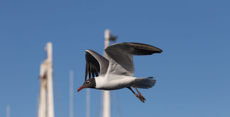 Laughing Gull (Larus atricilla) Flying, Clearwater, Florida
