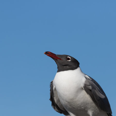 Laughing Gull (Larus atricilla), Clearwater, Florida