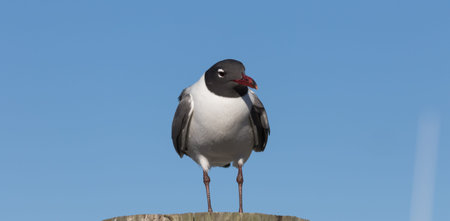 Laughing Gull (Larus atricilla), Clearwater, Floridaの写真素材