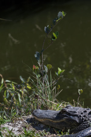Alligator (Alligator mississippiensis), Big Cypress National Preserve, Florida, USAの写真素材