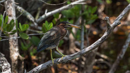 Green Heron (Butorides virescens), J.N. ''Ding'' Darling National Wildlife Refuge, Sanibel Island, Florida, USAの写真素材