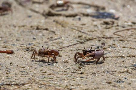 Sand Fiddler Crabs (Uca pugilator), J.N. ''Ding'' Darling National Wildlife Refuge, Sanibel Island, Florida, USAの写真素材