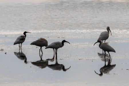 White Ibises (Eudocimus albus) Foraging, J.N. ''Ding'' Darling National Wildlife Refuge, Sanibel Island, Florida, USAの写真素材