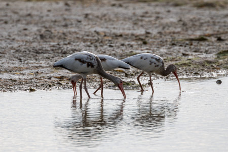 White Ibises (Eudocimus albus) Foraging, Florida, USAの写真素材
