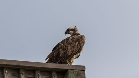 Osprey (Randion haliaetus), Florida, USAの写真素材