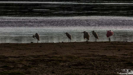 Roseate Spoonbills (Platalea ajaja), White Ibises (Eudocimus albus), Egrets, J.N. ''Ding'' Darling National Wildlife Refuge, Sanibel Island, Florida, USAのeditorial素材