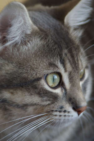 Catの写真素材