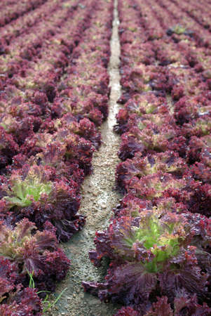 Lettuce in the fieldsの写真素材