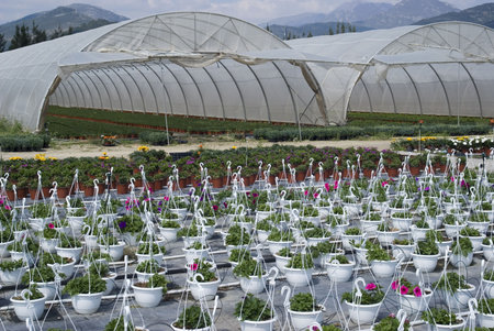 Flowers in  greenhouseの写真素材