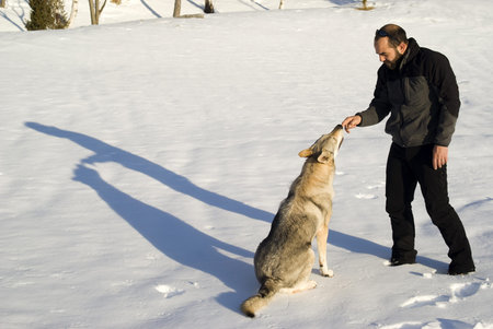 Dog trainingの写真素材