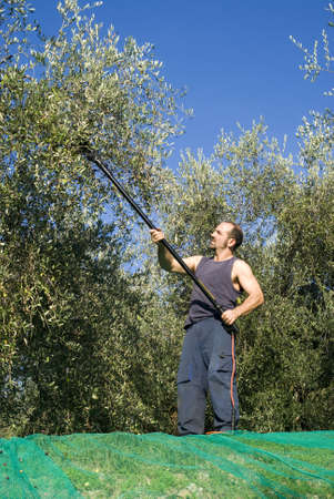 Harvesting olives の写真素材