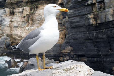 Seagull on rockの写真素材