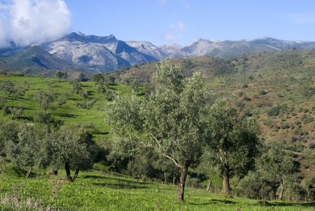 Olive orchards in the Andalusia region of Spainの写真素材
