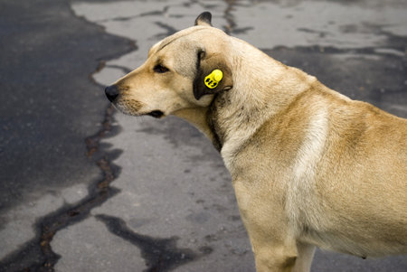 Kiev, Ukraine  November 16, 2011: Homeless stray dogのeditorial素材