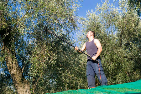 Harvest time in olive gardenの写真素材