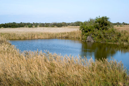 Regional Nature Park of the Camargue, Franceの写真素材
