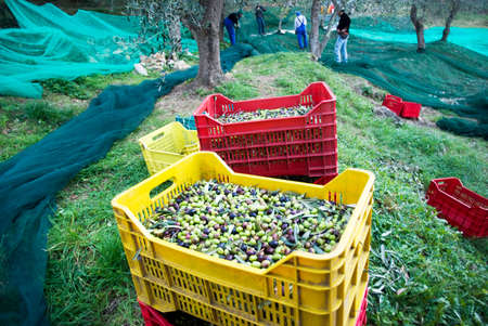 Harvest time in olive gardenの写真素材