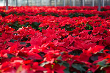 Poinsettias in a greenhouseの写真素材