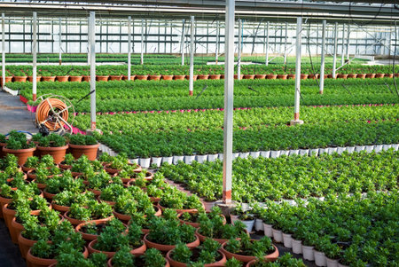 Commercial plants growing in greenhouse 