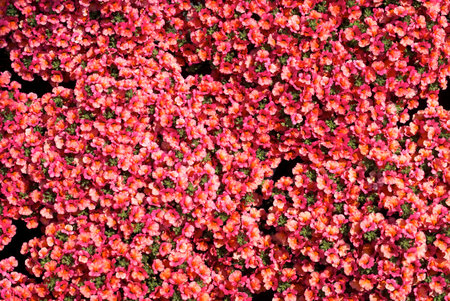 Background with flower