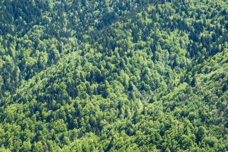 Spring forest with larches, spruces and pinesの写真素材