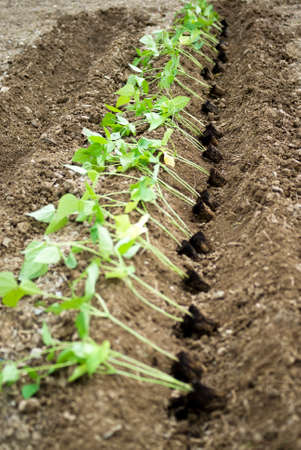 Planting a pepper seedlingsの写真素材