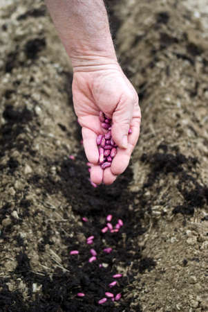 Gardener sows seeds in soilの写真素材
