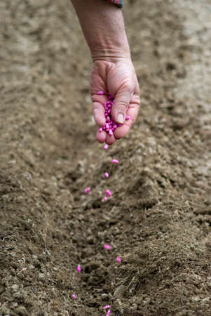 Gardener sows seeds in soilの写真素材