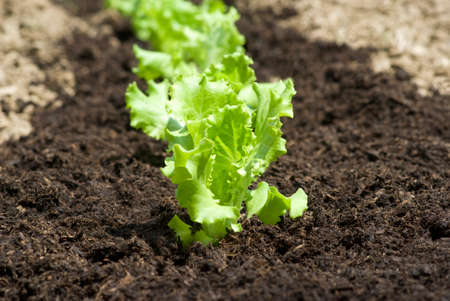 Baby lettuces growing in a fieldの写真素材