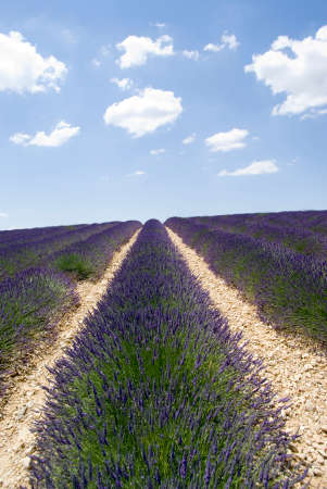 Lavender field in Valensole, Provence, Franceの写真素材