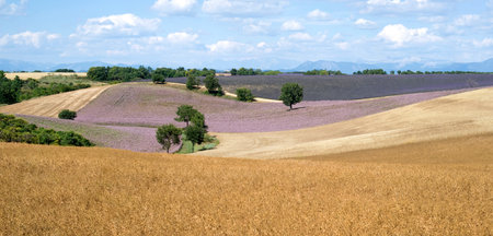 The summer landscape in Provence