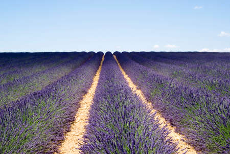 Lavender field in Valensole, Franceの写真素材