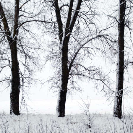 Frost on the land and trees in winterの写真素材