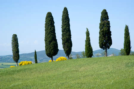 A row of cypress treesの写真素材