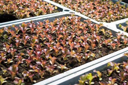 Organic vegetable seedlingsの写真素材