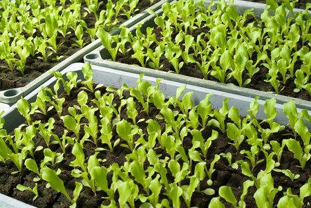 Organic vegetable seedlings