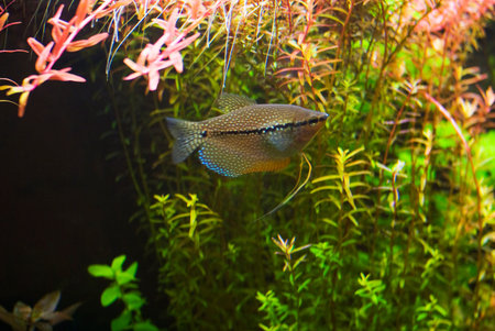 Pearl gourami