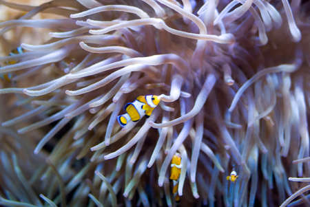 Sea anemoneの写真素材