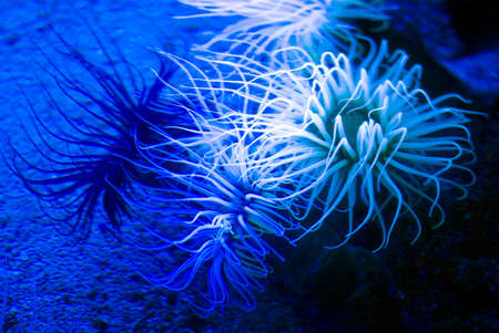 Sea Anemoneの写真素材